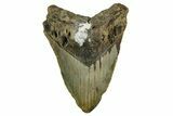 Bargain, Fossil Megalodon Tooth - North Carolina #376932-1